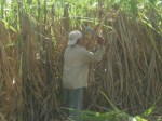 Cuba cutting sugar cane
