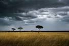 African savanna